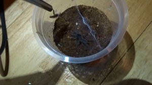 Chilobrachys sp.Kaeng Krachen sling feeding