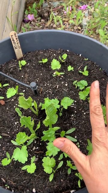👍 Grow your own horseradish #shorts #gardening #horseradish смотреть онлайн