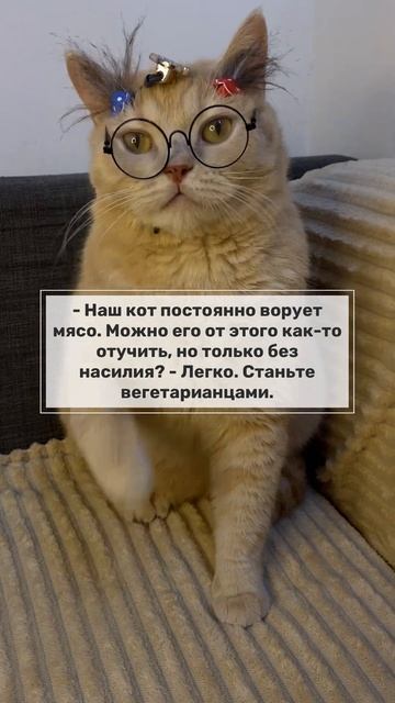 Реакция🙀 кота🐈 стать вегатарианцами 💯 #юмор2023 #анекдот2023 #смех #shorts смотреть онлайн
