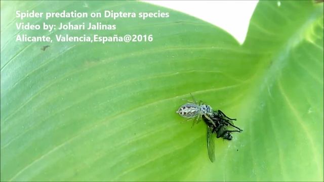 Spider predation v1 смотреть онлайн