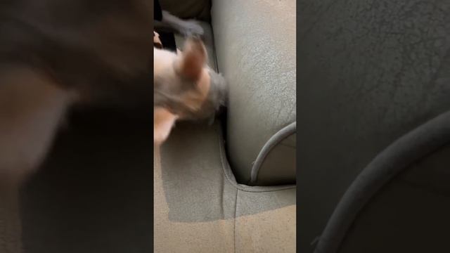 Poncho and a peanut смотреть онлайн