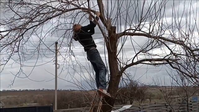Сію капусту в парник. Замовили багато шлаку. муркоче моя свинка. 29.03.2024