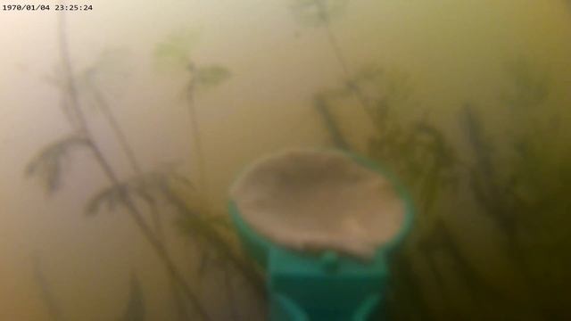 подводная съёмка 3 Реакция рыбы на хлеб с чесноком