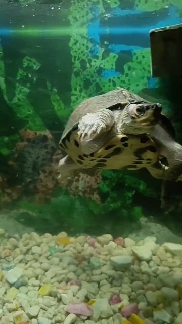 turtle #aquarium #shortsvideo #short #viral #music