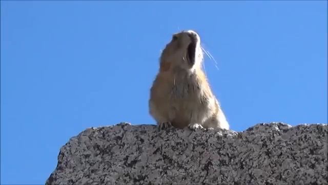 Суслик перепел легендарную песню смотреть онлайн