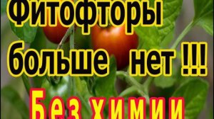 Сдерживание фитофторы на томатах с помощью триходермы без химии.