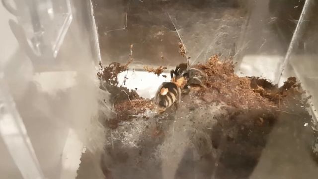 Cyriocosmus elegans Update -- Nesting? смотреть онлайн