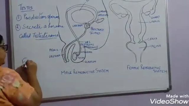 REPRODUCTION IN HUMAN BEINGS(Part3) :LESSON8:CLASS 10 смотреть онлайн