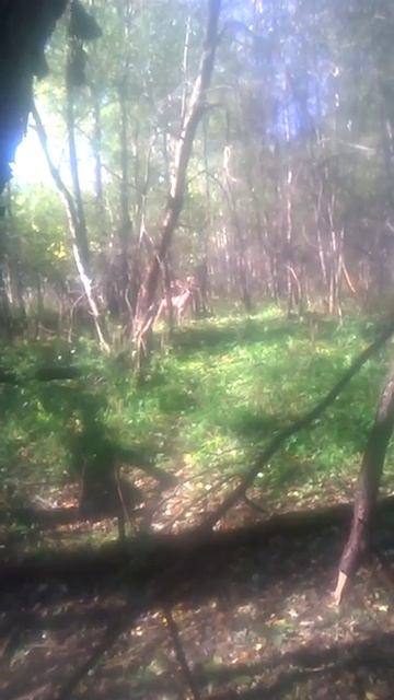 олень на реву