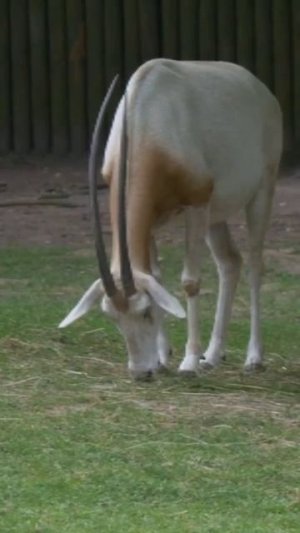 Beautiful jungle and beautiful Deer videos lovely birds sounds #beautiful #love #deer #shorts