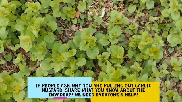 Garlic Mustard: How to identify, remove and cook the invasive species смотреть онлайн