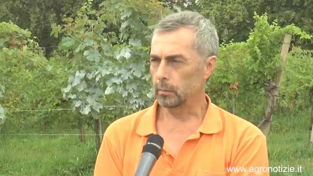 Popillia japonica, l'eradicazione è impossibile смотреть онлайн
