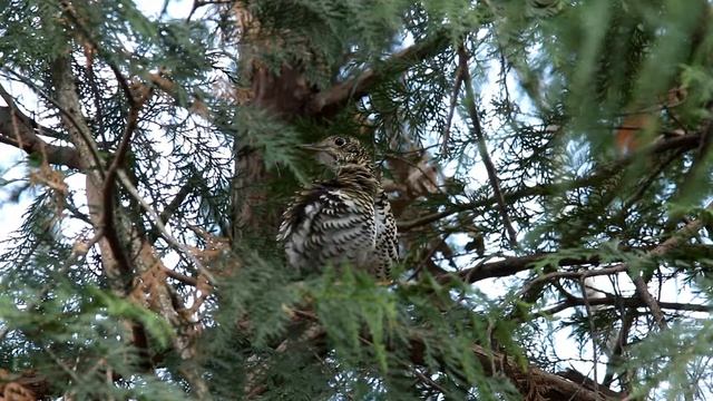 White's Thrush preening and stretching (Zoothera dauma aurea) fullHD смотреть онлайн