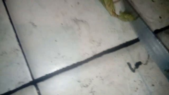 Богомол сдохни 👍