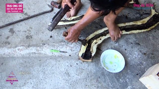 [ĐẬP HỘP] ổ ong dú làm tổ trong khúc cây 🤩 | catch the hive inside the tree trunk смотреть онлайн