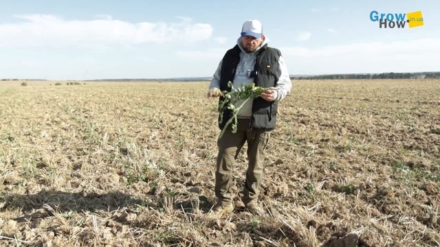 Сидерати з редьки передискували, а пшеницю так і не посіяли, бо нема вологи( смотреть онлайн