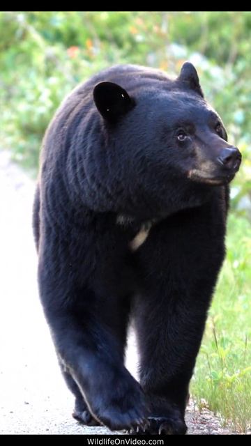 Beautiful Black Bear on a Mission During Mating Season смотреть онлайн