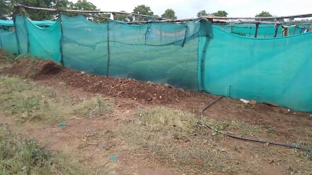 Melia Dubia plants available 9741221478wtsp смотреть онлайн