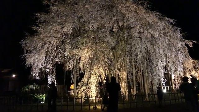 370 Year Old Gigantic Sakura Tree ☆ LIVE #13 смотреть онлайн