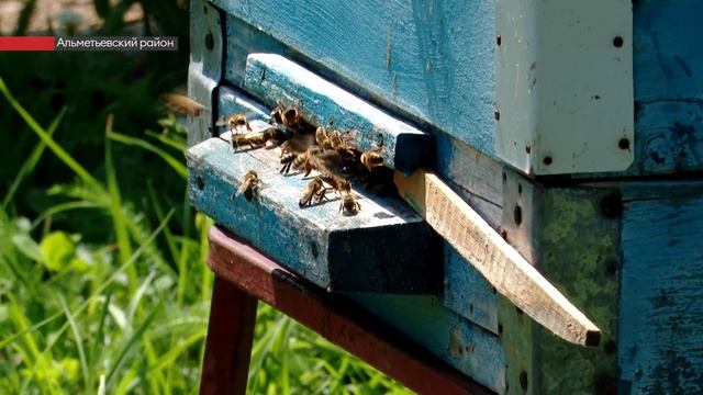 В Альметьевском районе массово гибнут пчелы
