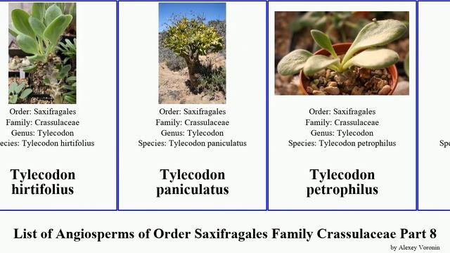 List of Angiosperms of Order Saxifragales Family Crassulaceae Part 8 tylecodon sempervivum tree смотреть онлайн