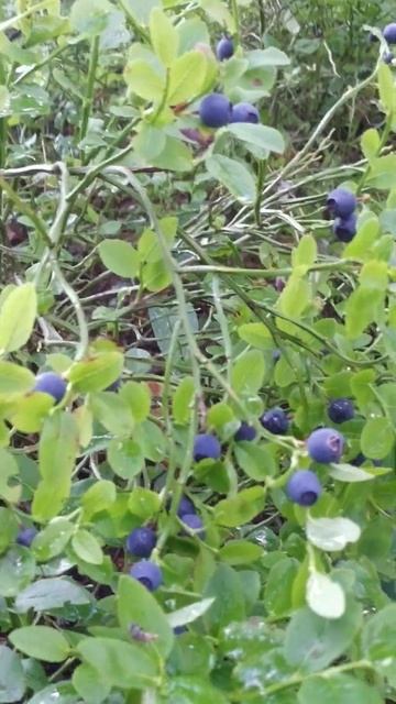 Черника лесная смотреть онлайн