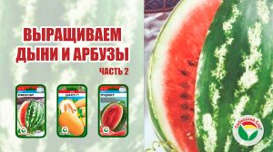 Выращиваем дыню и арбуз. Часть 2