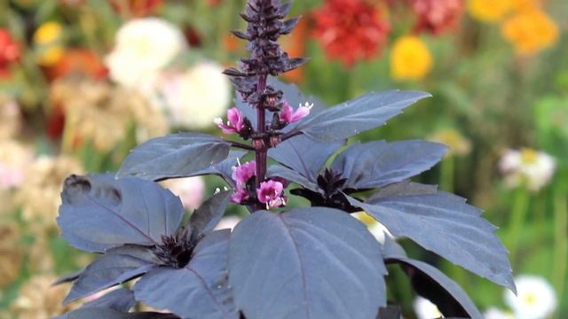 10 AWESOMELY Colorful Plants That You Must GROW! смотреть онлайн