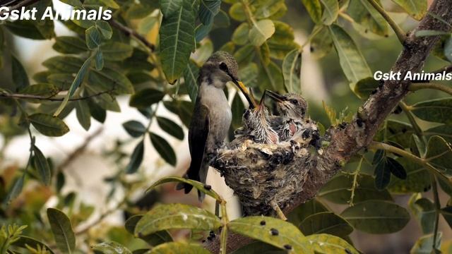 Wild Little Animals: Rabbit, Tiger, Cat, Koala, Elephant- Animals Moments