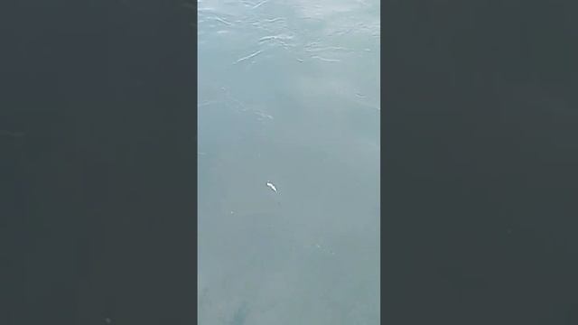 Blacktip Reef Shark смотреть онлайн
