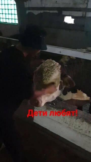 Бык Хабиб , спокойный и очень добрый, все дети любят его!#герефорд #откорм #мясная порода смотреть онлайн