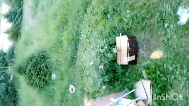 когда попал пакетом с водой в муравья смотреть онлайн