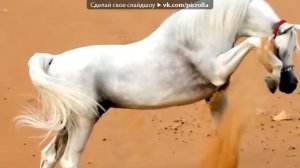 Тина Кароль Пупсик Мой Сладкий Пупсик
