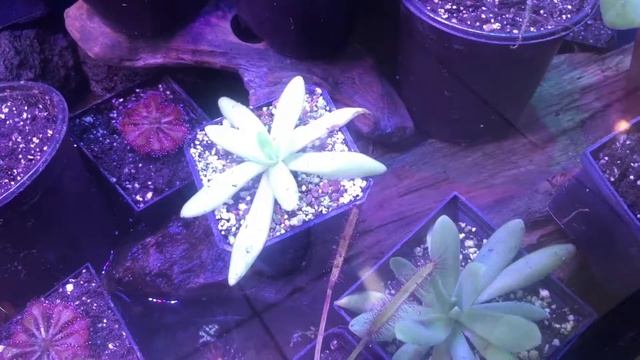 Plantas Carnívoras смотреть онлайн