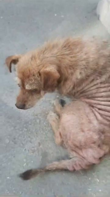 🆘 Бездомный Коротколапик с больными суставами выживает, ему нужна семья и помощь🙏89034246903 Наталь смотреть онлайн