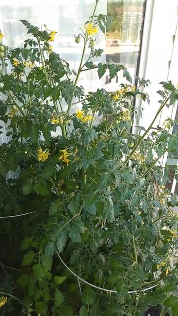 Currant Tomatoes - Plant Profile