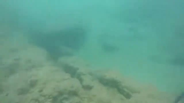 SUBMARINE FISHING VALENCIA CEFALOPODOS