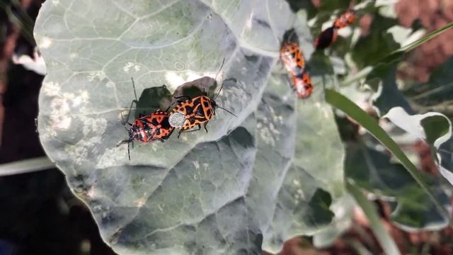 Pyrrhocoris apterus - Vatrena stjenica смотреть онлайн