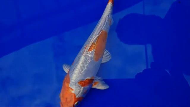 Twisted Koi is live With This Month's Koi Auction at Dah Farm смотреть онлайн