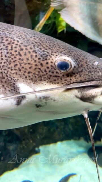 😊 ГЕОРГИЙ СЕРГЕЕВИЧ -ОРИНОКСКИЙ СОМ 🐟 ОКЕАНАРИУМ СПБ #2023 смотреть онлайн