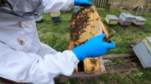 расширение пчёл,  ставим 2 корпус система рут. 05.05.24г. пасека Алтая