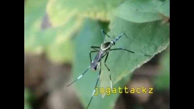 PHILIPPINE TOXORHYNCHITES смотреть онлайн