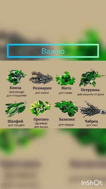 Как зелень влияет на ОРГАНИЗМ! #зелень #организм #здоровье #shorts #shortsvideo #shortsyoutube