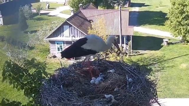 Три птенца🐥🐣🐥, кормление и змея 🐍 в гнезде аистов в Белых Лугах / Беларусь смотреть онлайн