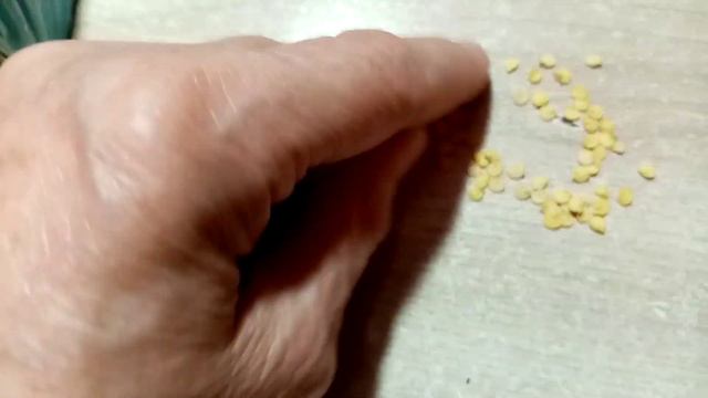 Посеяла на Рассаду Сладкий ПЕРЕЦ сорта "БЕЛОЗЕРКА" из Простого ПАКЕТА!!! Посмортим что Получится смотреть онлайн