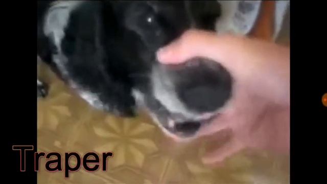 РОК ЖИВОТНЫХ смотреть онлайн