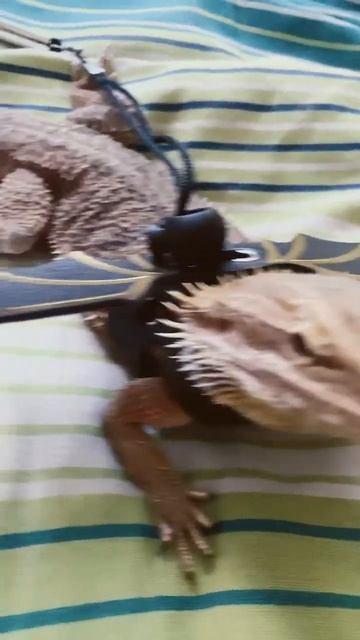 Dragon|cute beardie with dragon wings!🥰😊 #shorts #cute смотреть онлайн