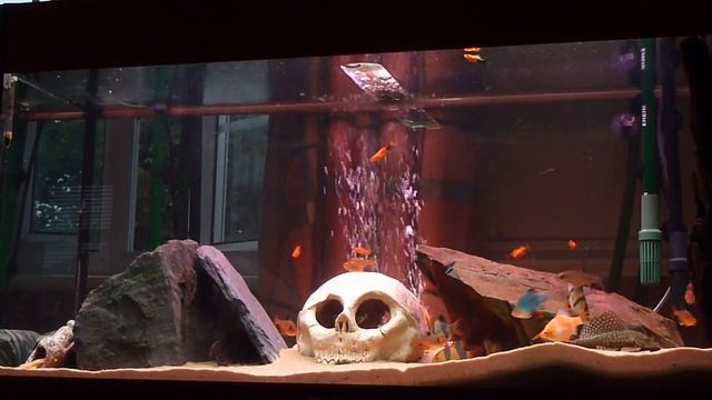 Clown loach tiger barb Community fish tank смотреть онлайн