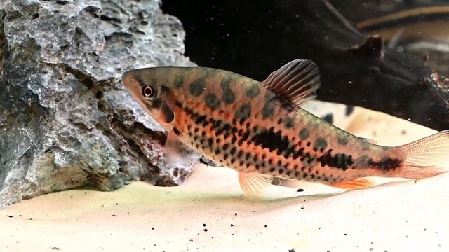 Strawberry Leporinus - Leporinus Granti - Rare Freshwater Tropical Aquarium Fish
