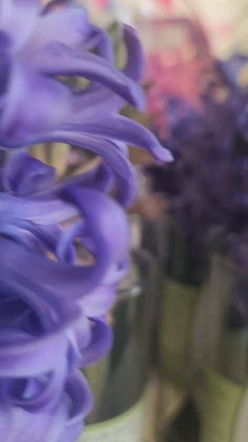 love this Flowers ❤️❤️❤️ #shorts #hyacinth #flowers #smellsgood смотреть онлайн